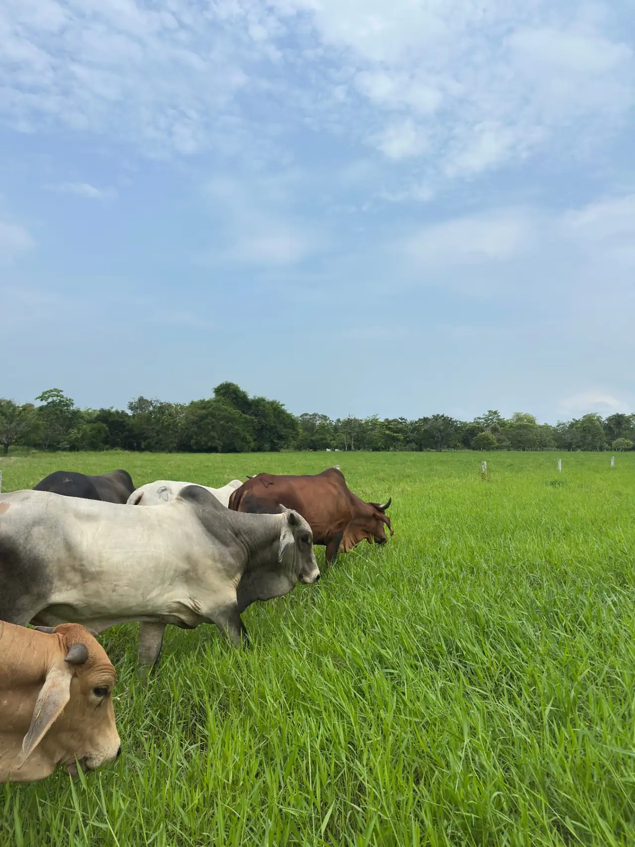 Bovinos cebú pastando junto a la división de potrero bajo manejo de pastoreo rotacional en el Rancho El Alacrán