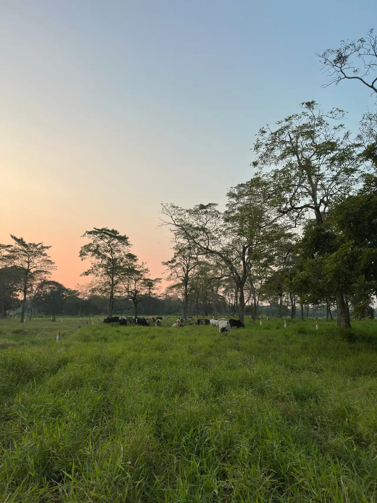 Hato en pastoreo con divisiones de potrero visibles en el Rancho El Alacrán, Jesús Carranza, Veracruz