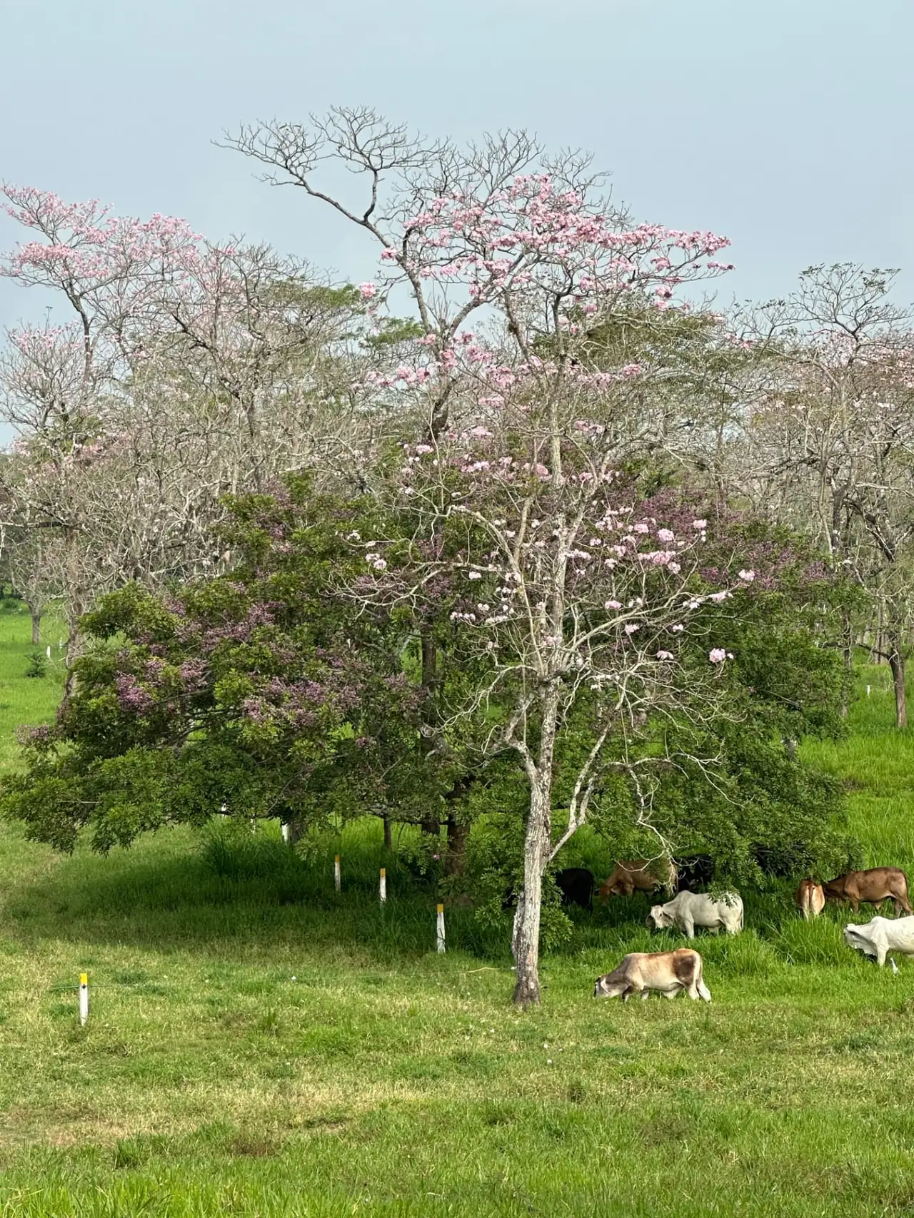 Ganado aprovechando la sombra de un árbol en floración dentro del potrero, Rancho El Alacrán, sur de Veracruz